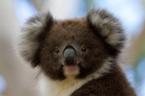 Bimbi Park - Camping Under Koalas